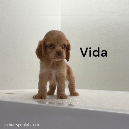 puppy, for, sale, Cocker Spaniel, Joe & Cherri  Overlease, dog, breeder, Miller, MO, dog-breeder, puppy-for-sale, forsale, nearby, find, puppyfind, locator, puppylocator, aca